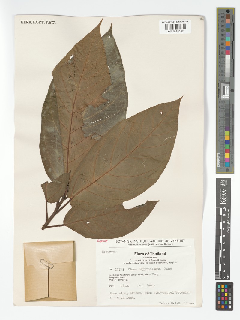 Ficus obpyramidata photo 5