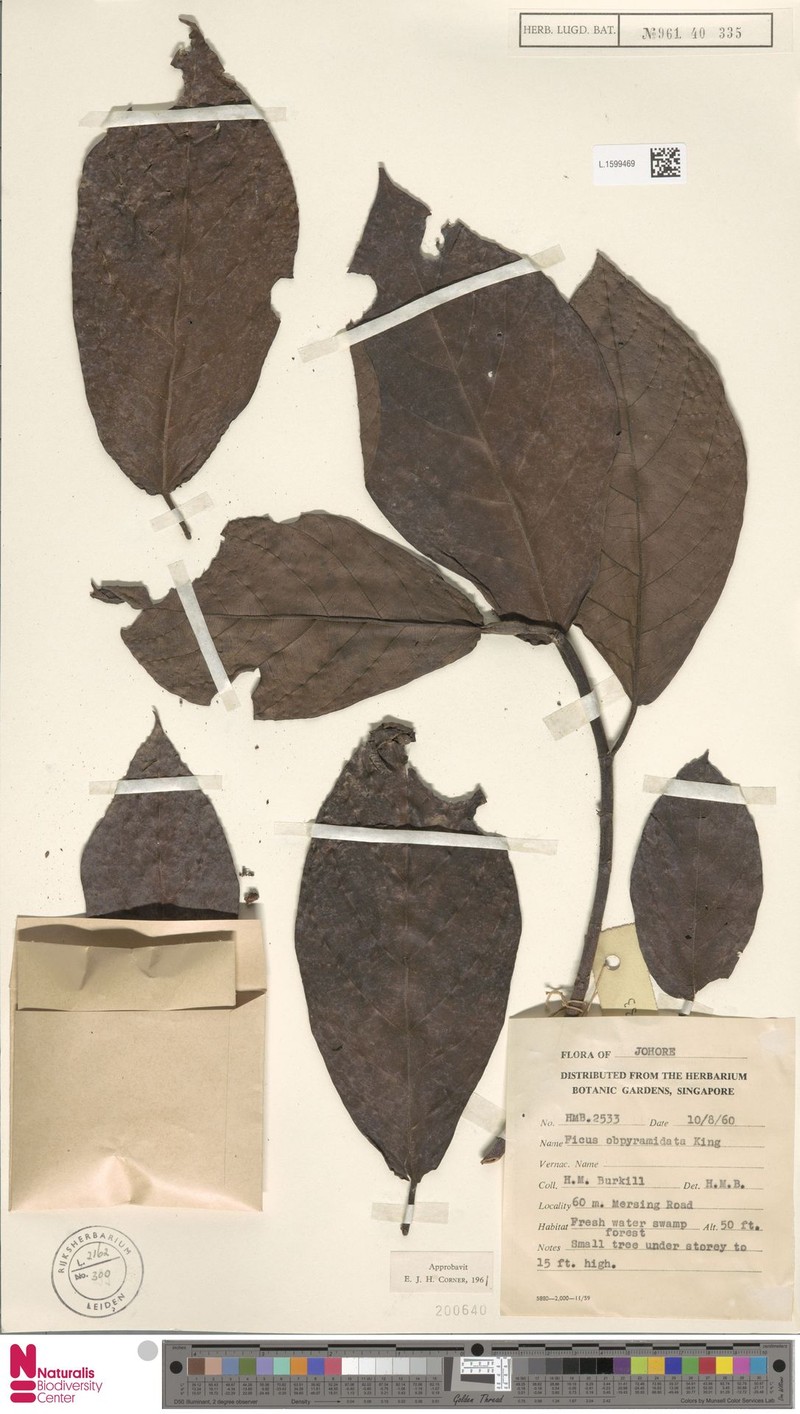 Ficus obpyramidata photo 6