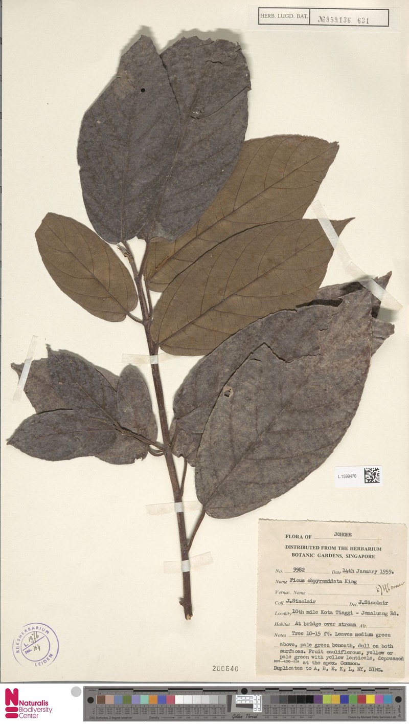Ficus obpyramidata photo 7
