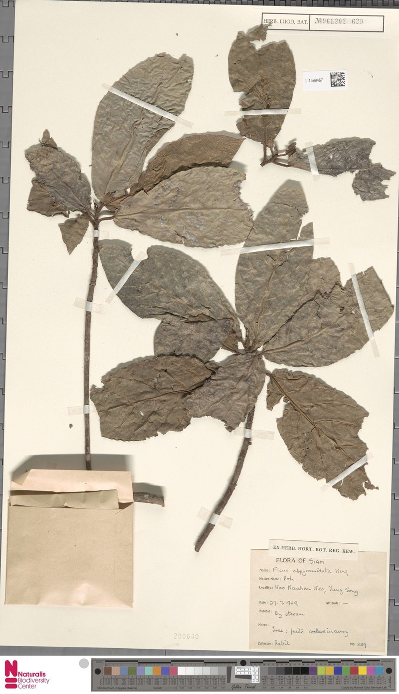 Ficus obpyramidata photo 8