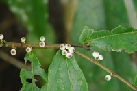 Ficus obscura