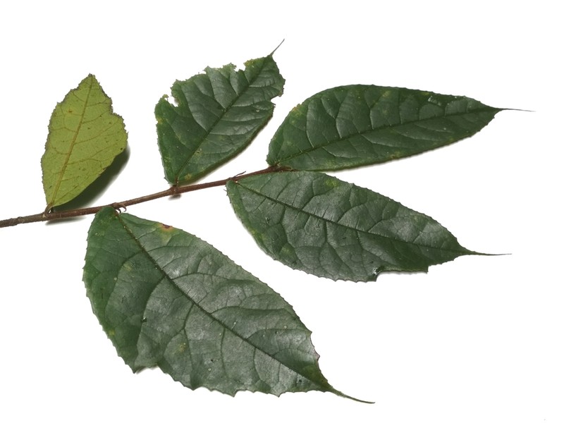 Ficus obscura photo 2
