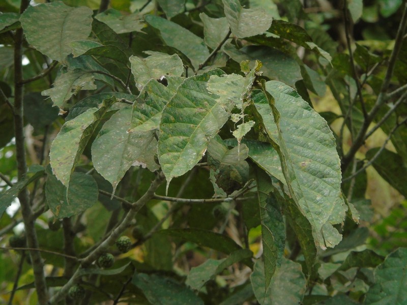 Ficus obscura photo 3