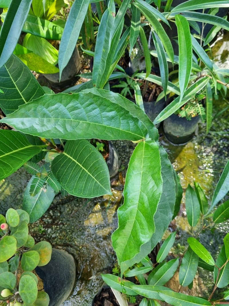 Ficus obscura photo 4