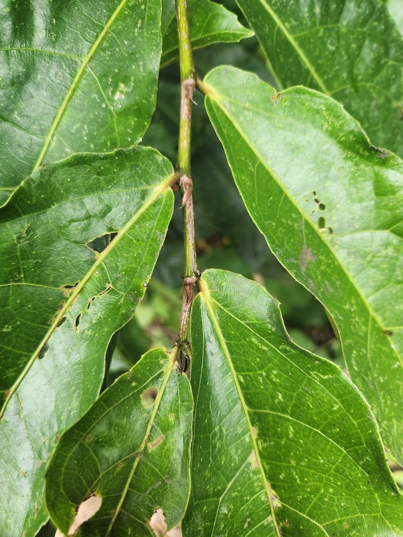 Ficus obscura photo 6