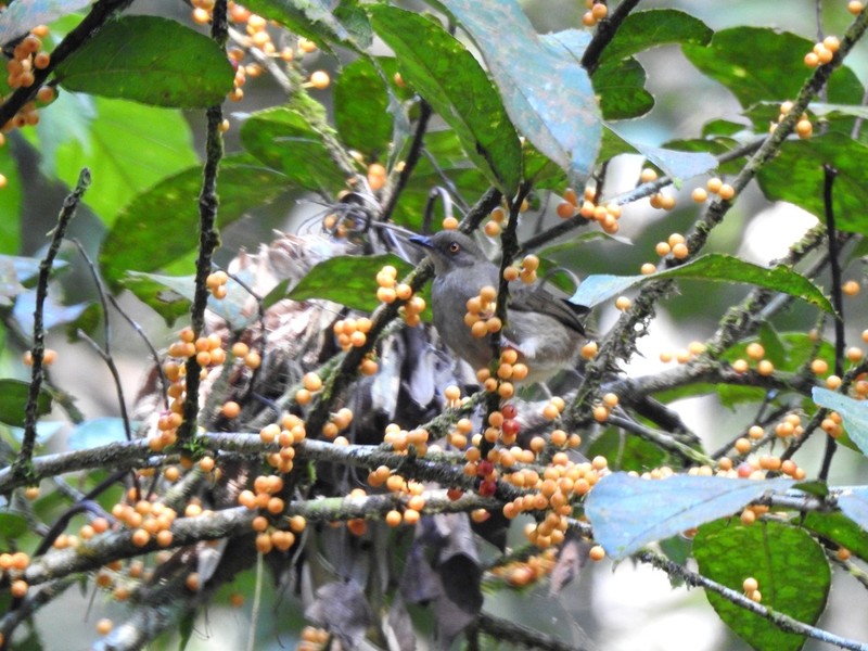 Ficus obscura photo 7