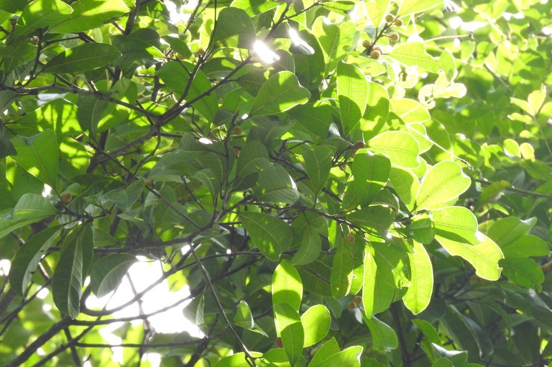 Ficus obscura photo 8