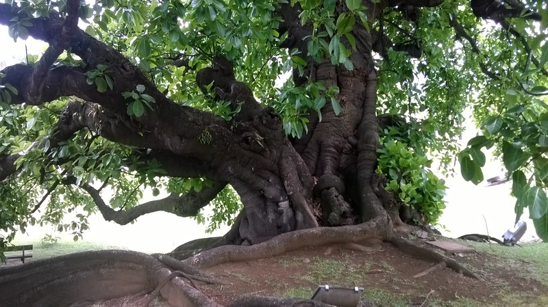 Amate photo 2