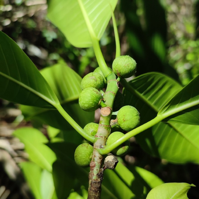 Ficus obtusiuscula