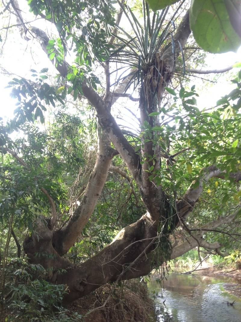 Ficus obtusiuscula photo 2