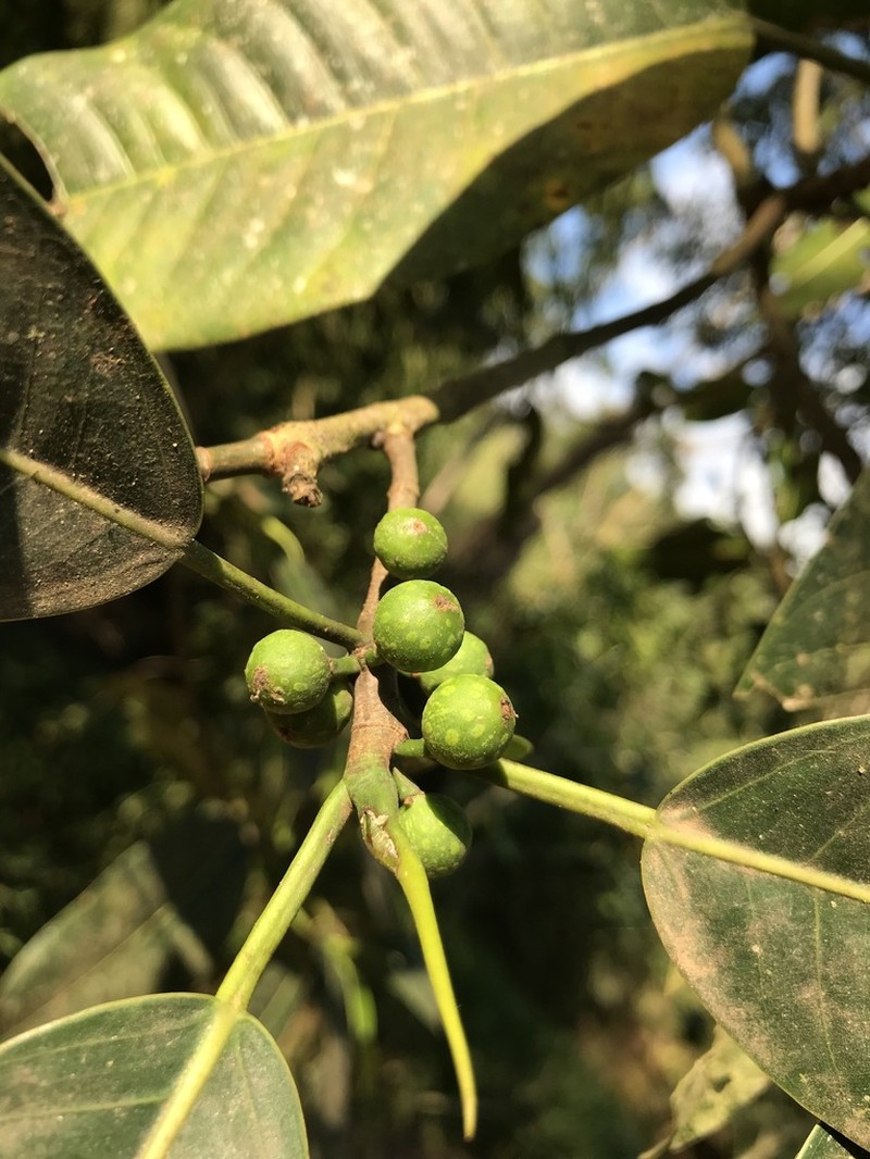 Ficus obtusiuscula photo 3