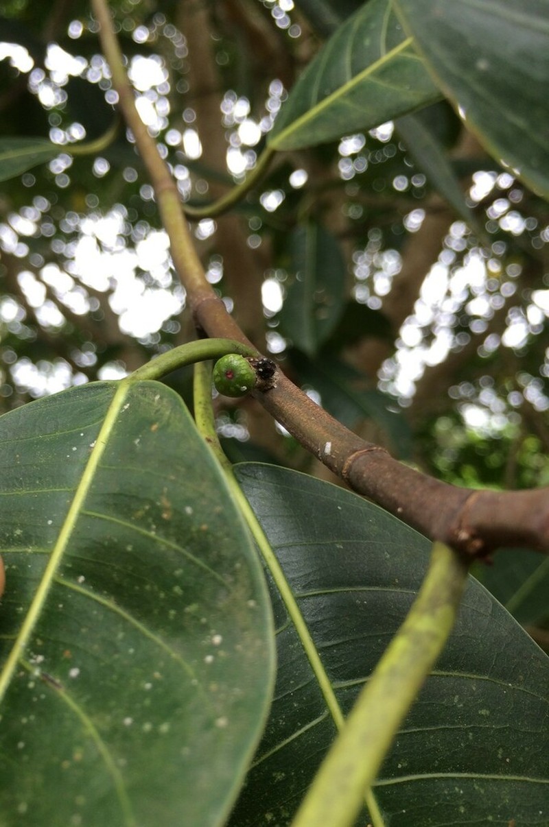 Ficus obtusiuscula photo 4