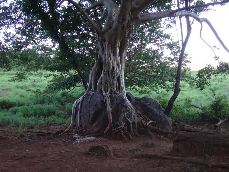 Ficus obtusiuscula photo 5
