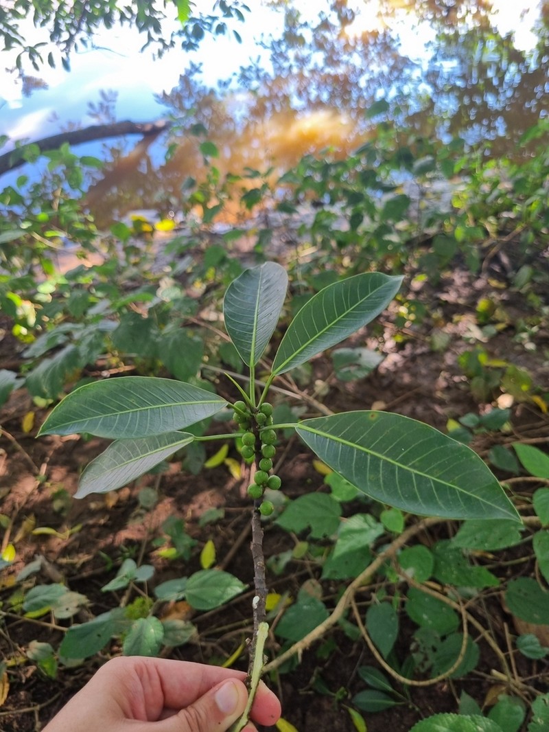 Ficus obtusiuscula photo 6