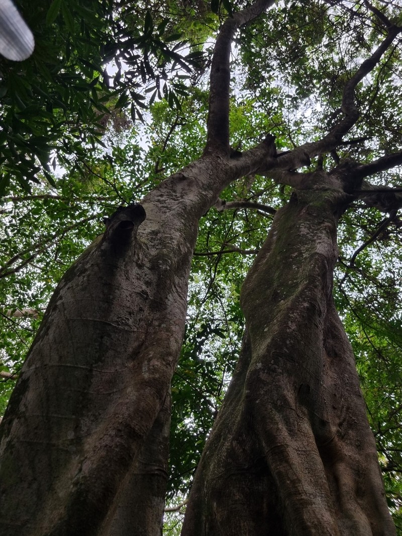 Ficus obtusiuscula photo 7