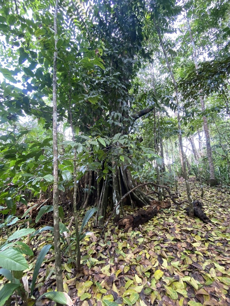 Ficus obtusiuscula photo 8