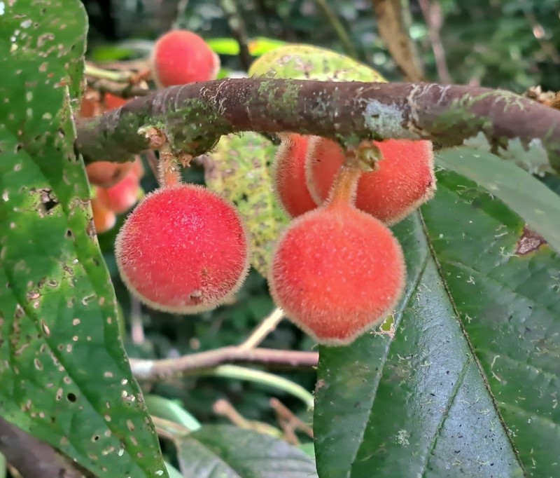 Ficus odoardi photo 2