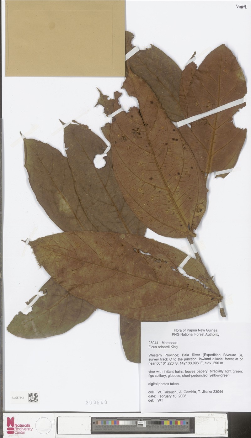 Ficus odoardi photo 4