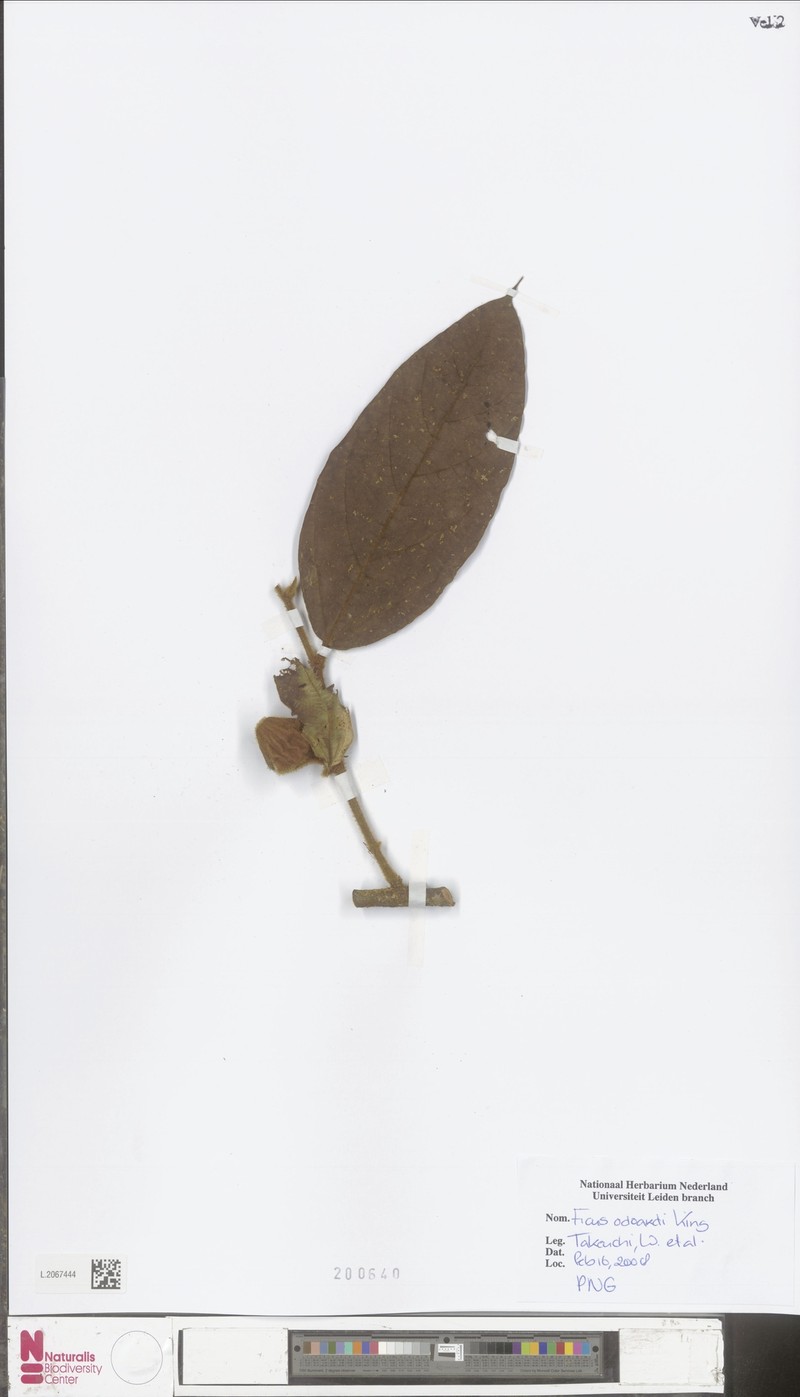 Ficus odoardi photo 5