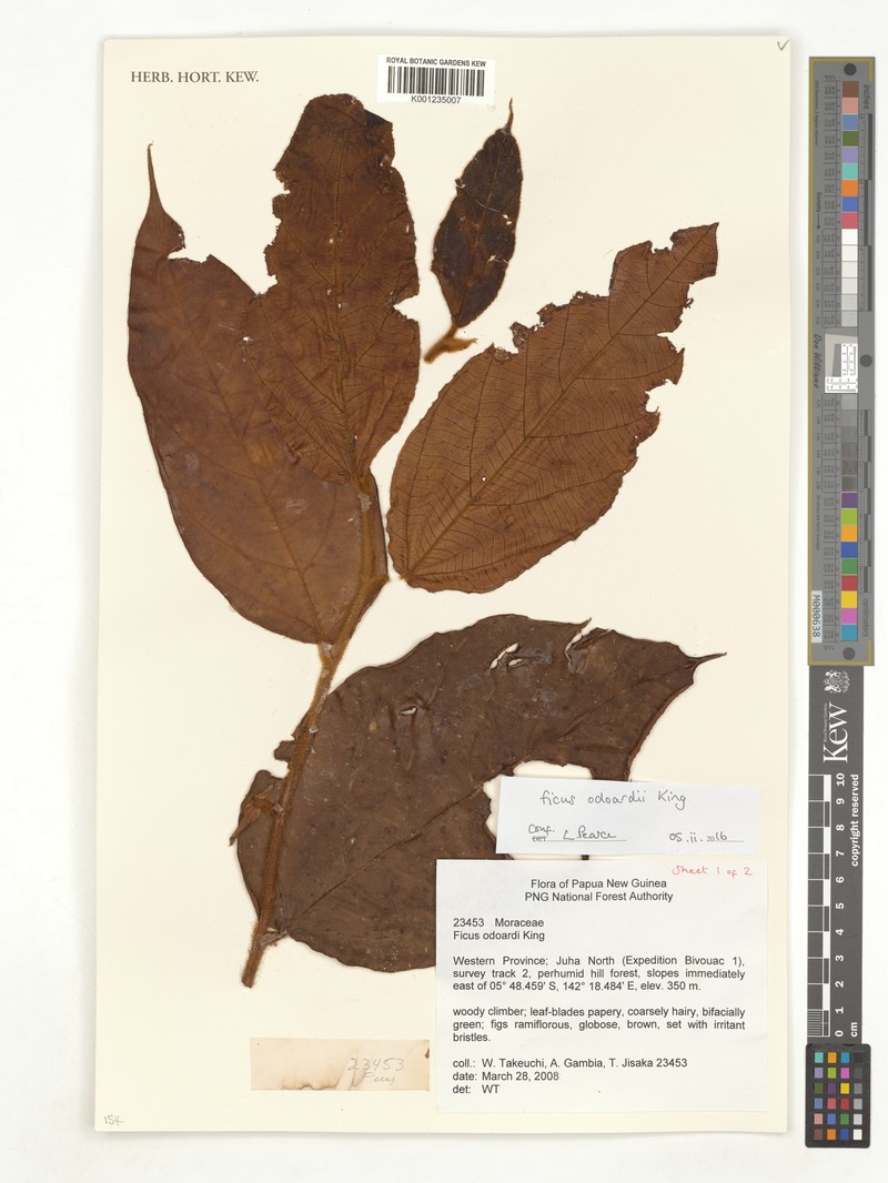 Ficus odoardi photo 6