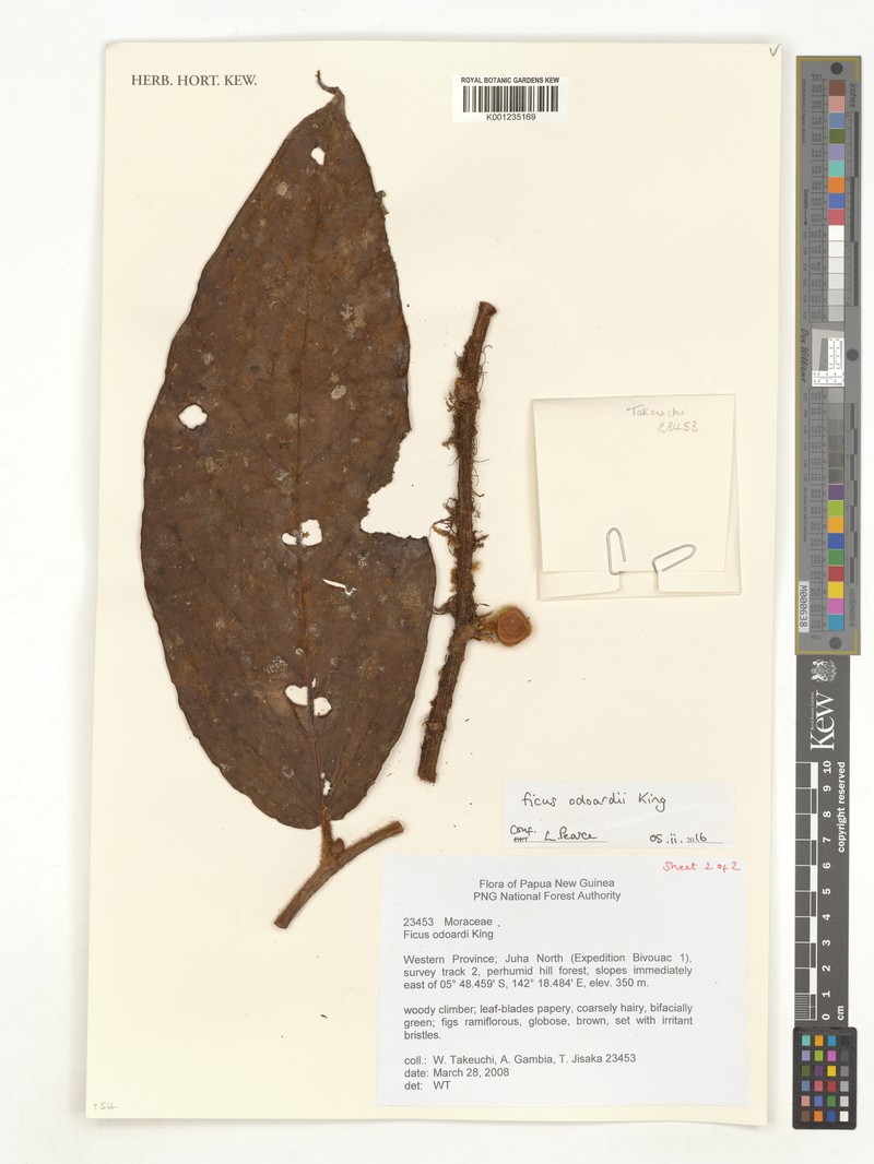 Ficus odoardi photo 7