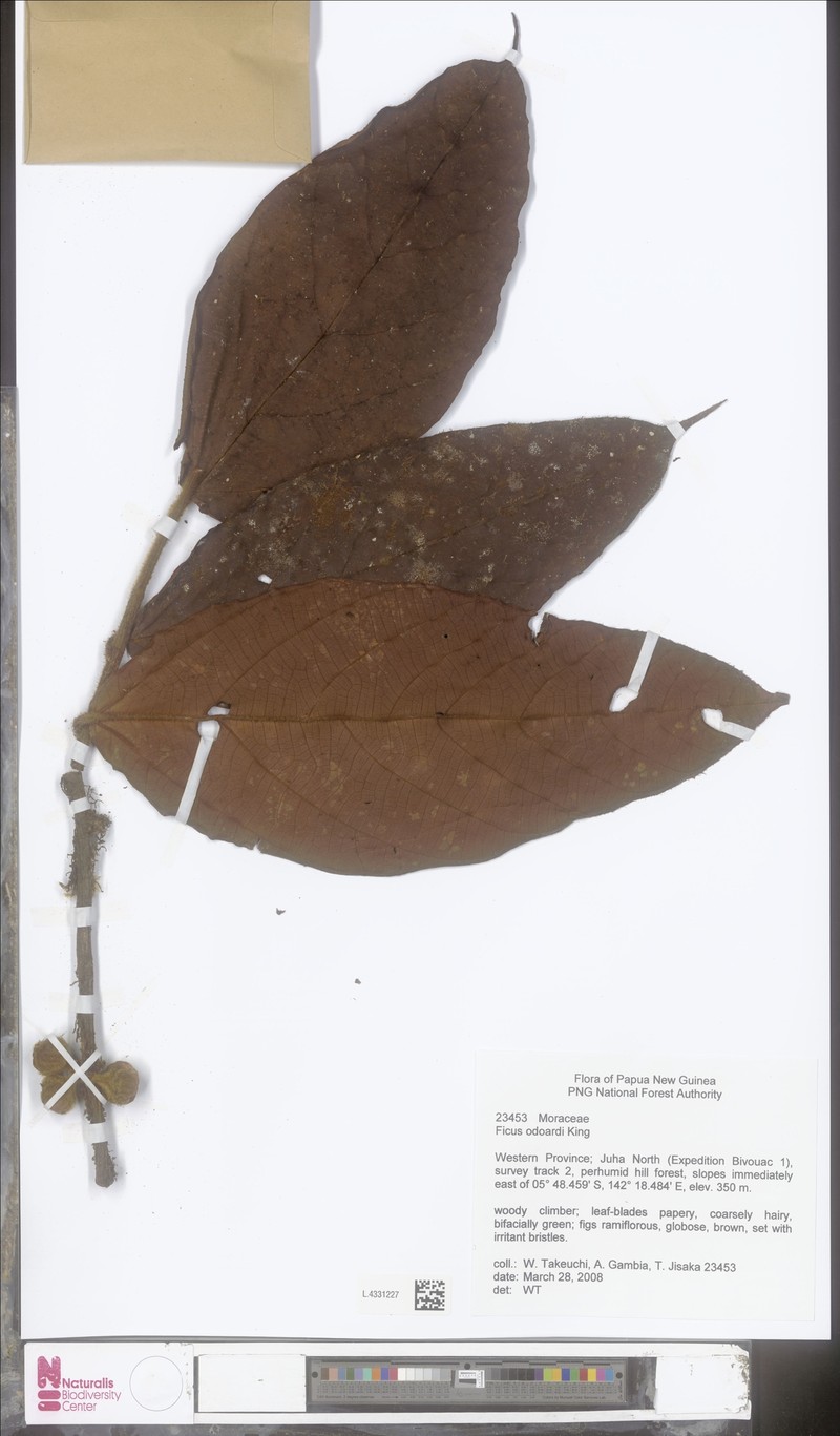 Ficus odoardi photo 8