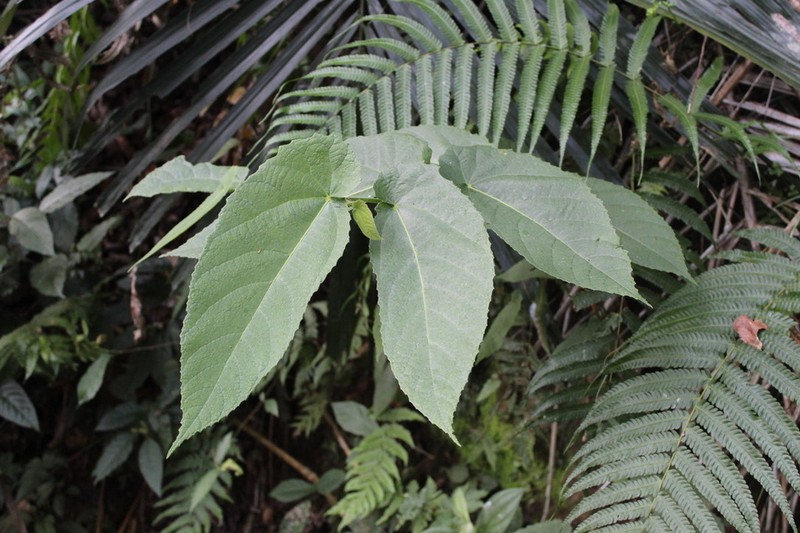 Ficus odorata photo 2