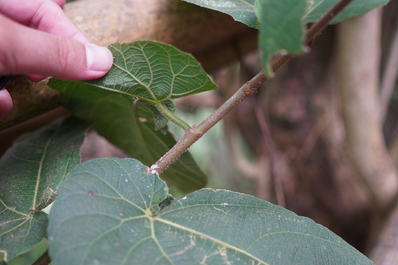 Ficus odorata photo 3