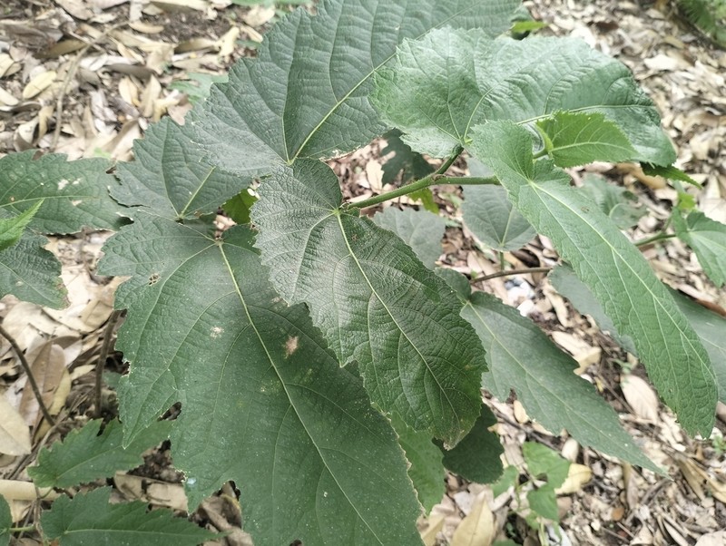 Ficus odorata photo 4