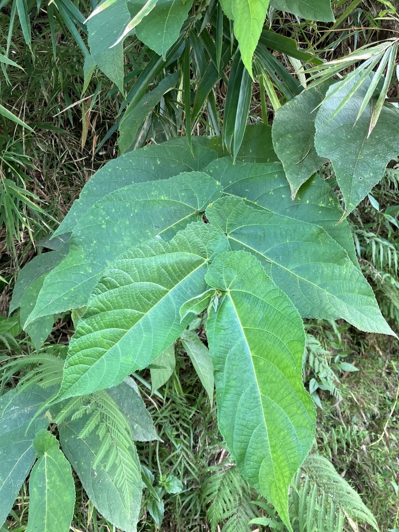 Ficus odorata photo 5