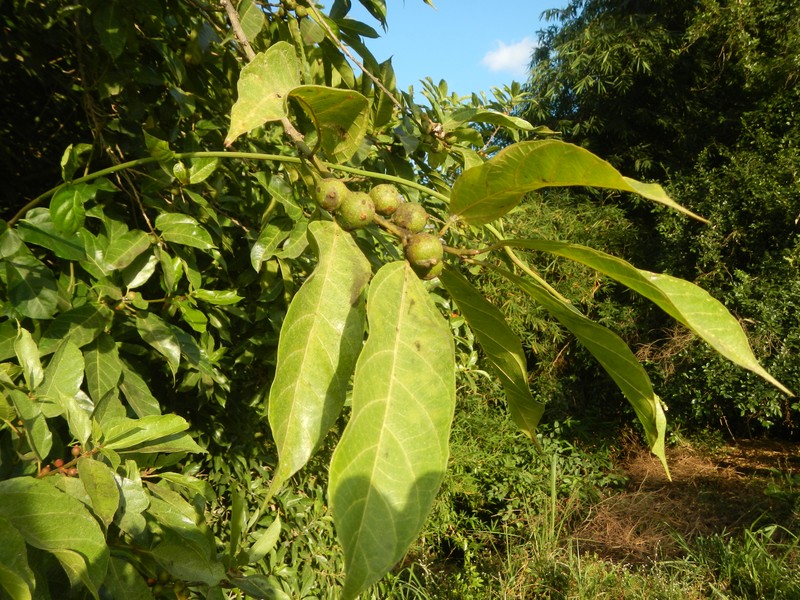 Ficus odorata