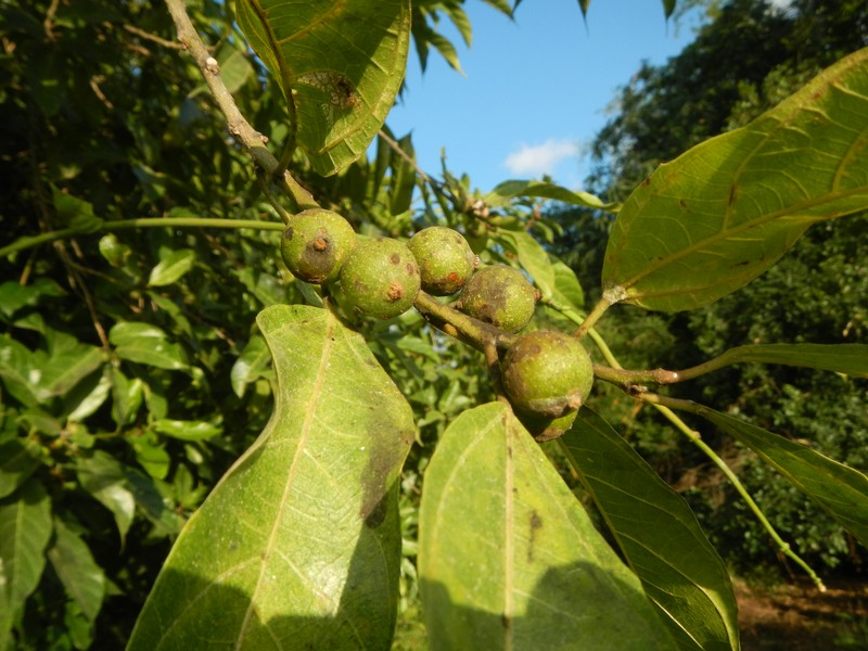 Ficus odorata photo 6