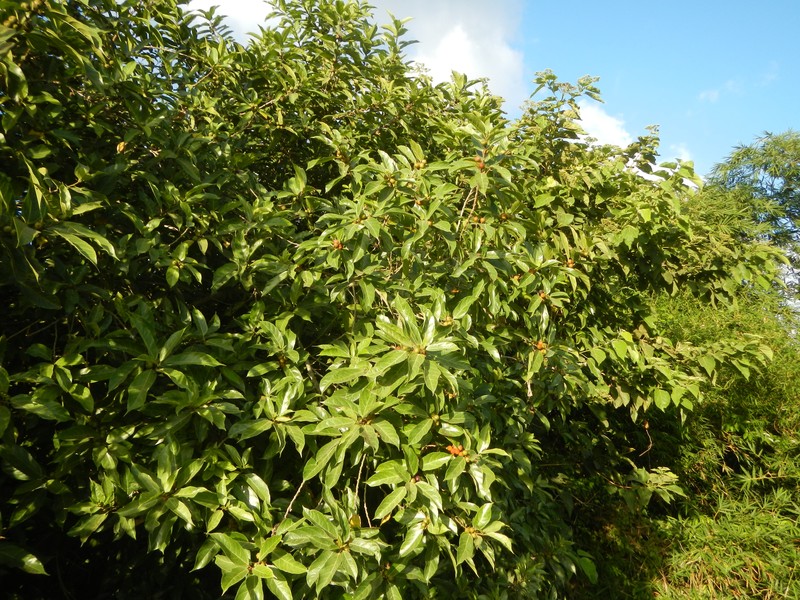 Ficus odorata photo 7