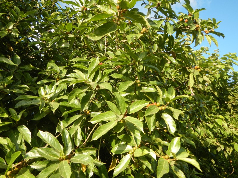 Ficus odorata photo 8