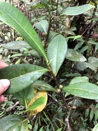 Ficus oleifolia