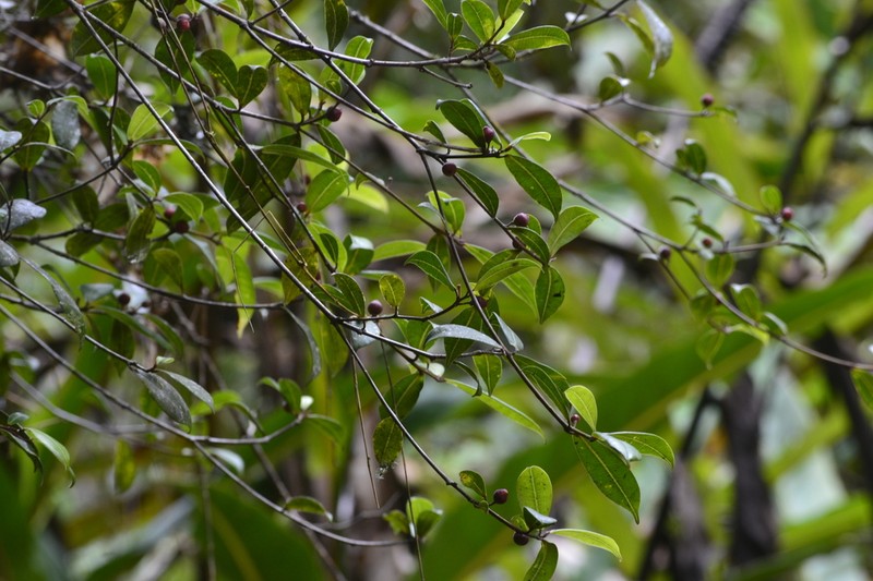 Ficus oleifolia photo 2