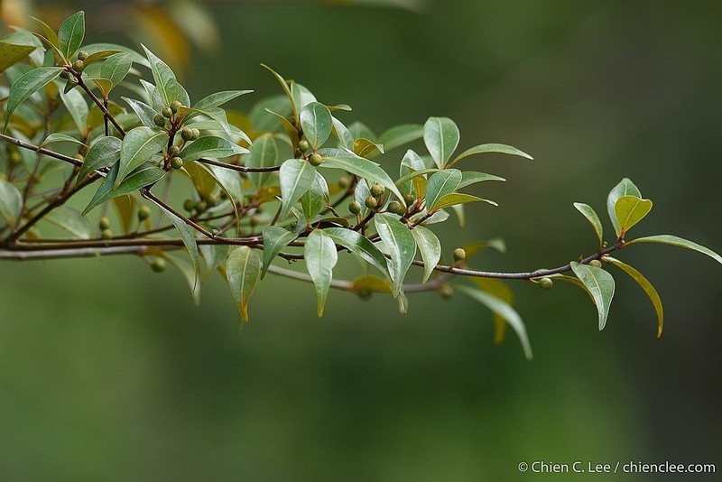 Ficus oleifolia photo 3