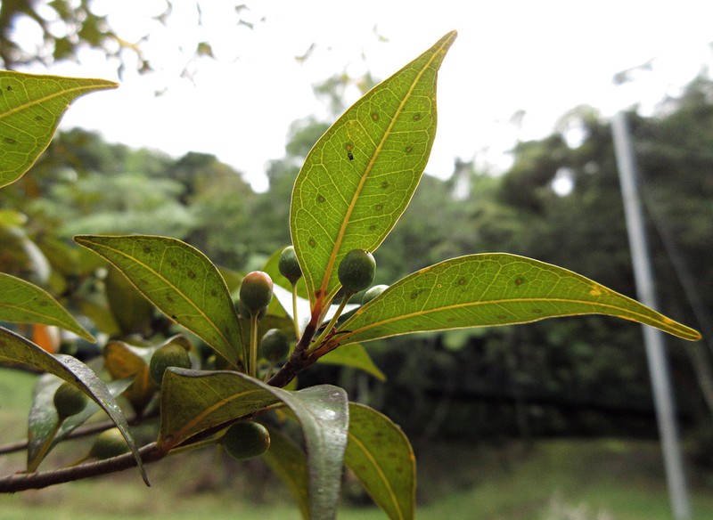 Ficus oleifolia photo 4