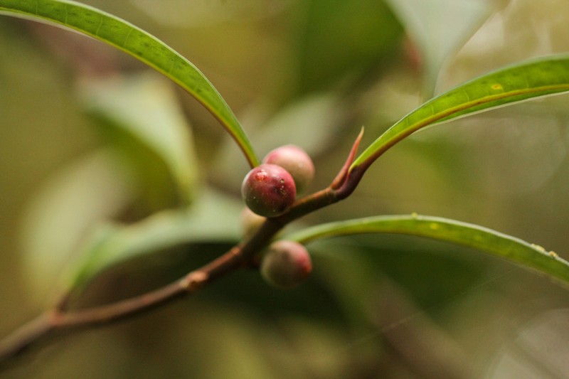 Ficus oleifolia photo 5