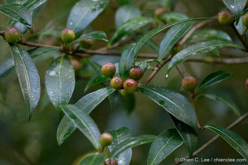 Ficus oleifolia photo 6
