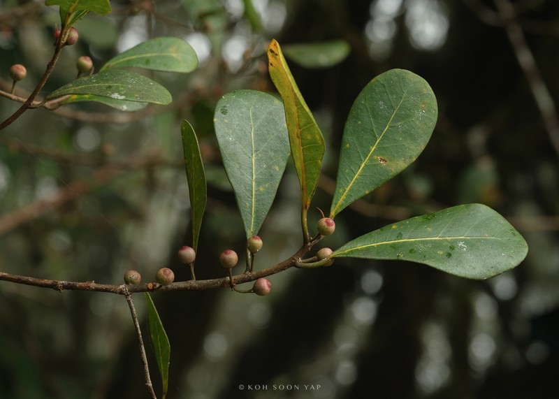 Ficus oleifolia photo 7