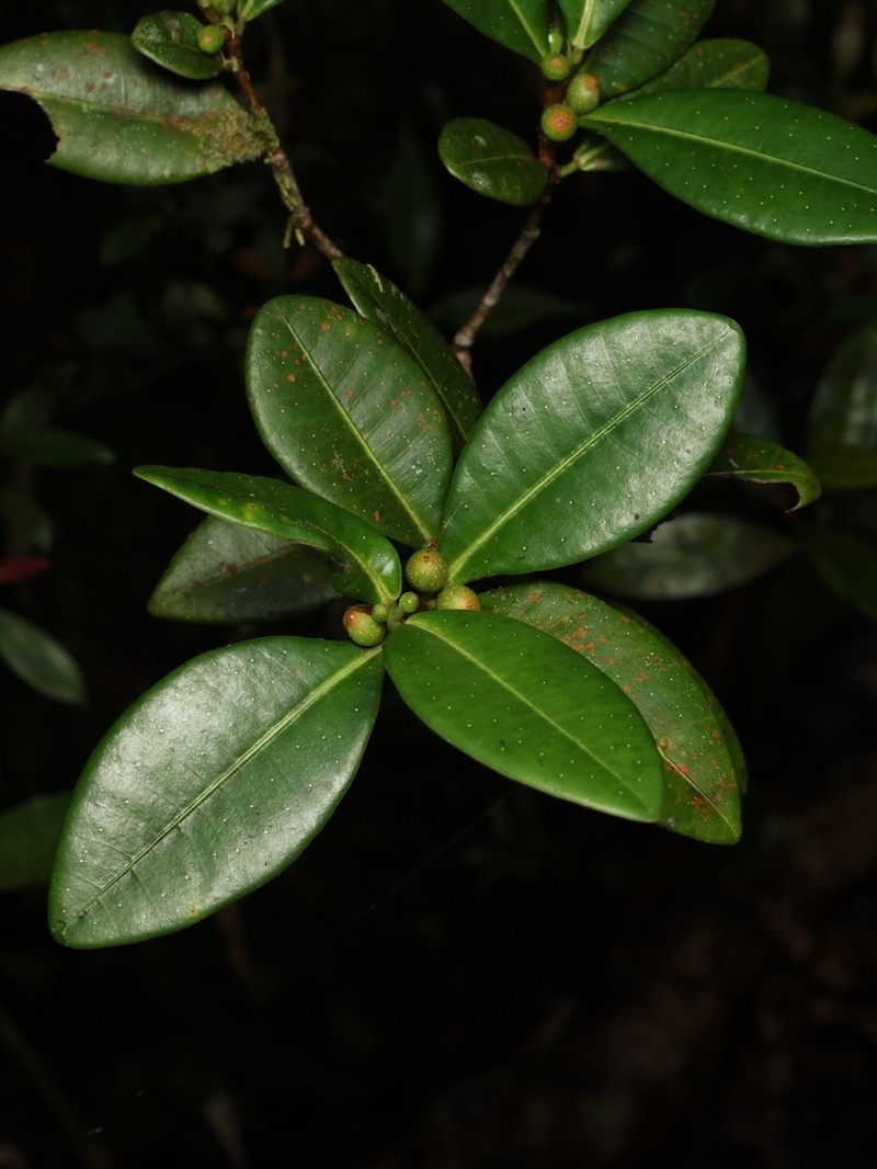 Ficus oleifolia photo 8