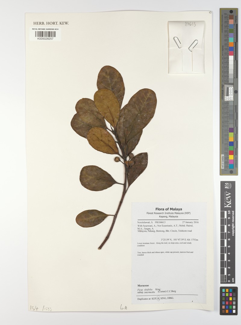 Ficus oleifolia subsp. intermedia