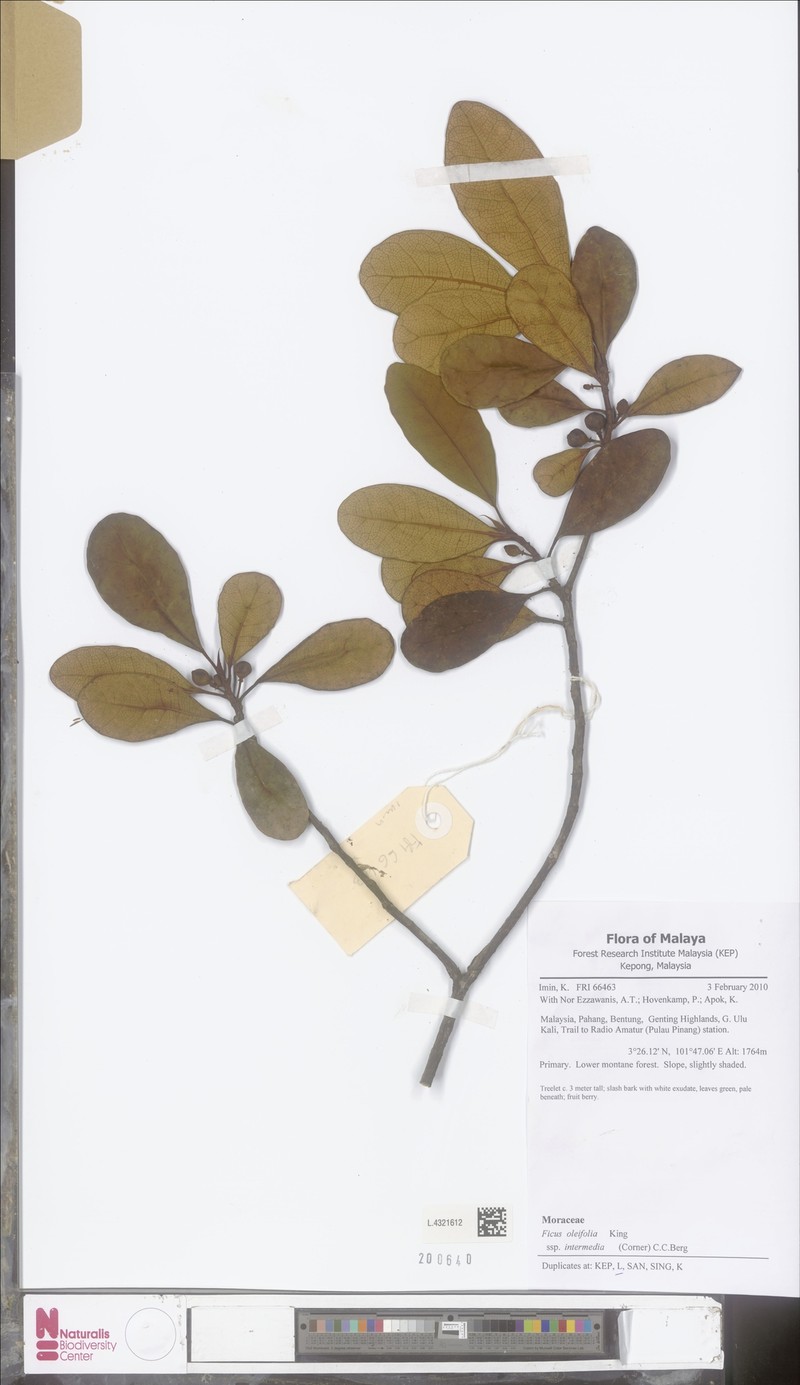 Ficus oleifolia subsp. intermedia photo 2