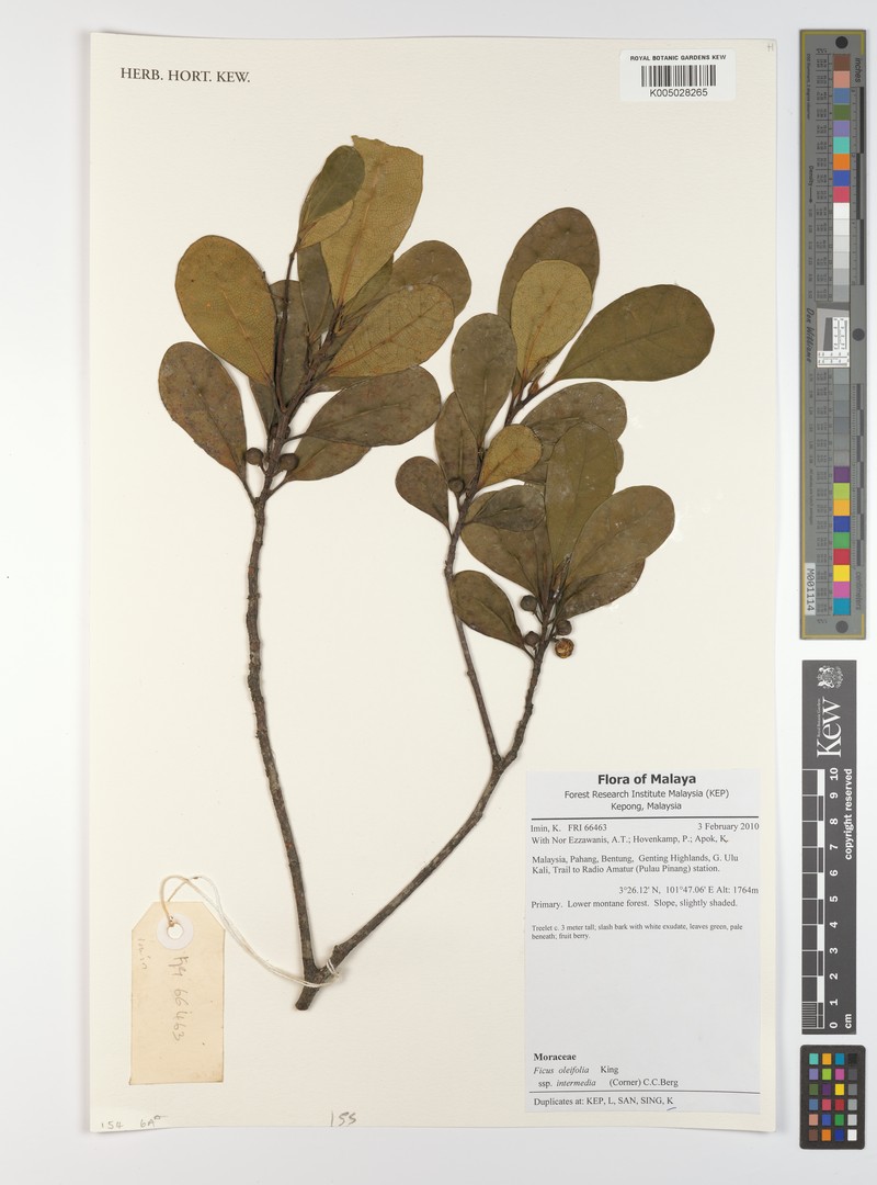Ficus oleifolia subsp. intermedia photo 3