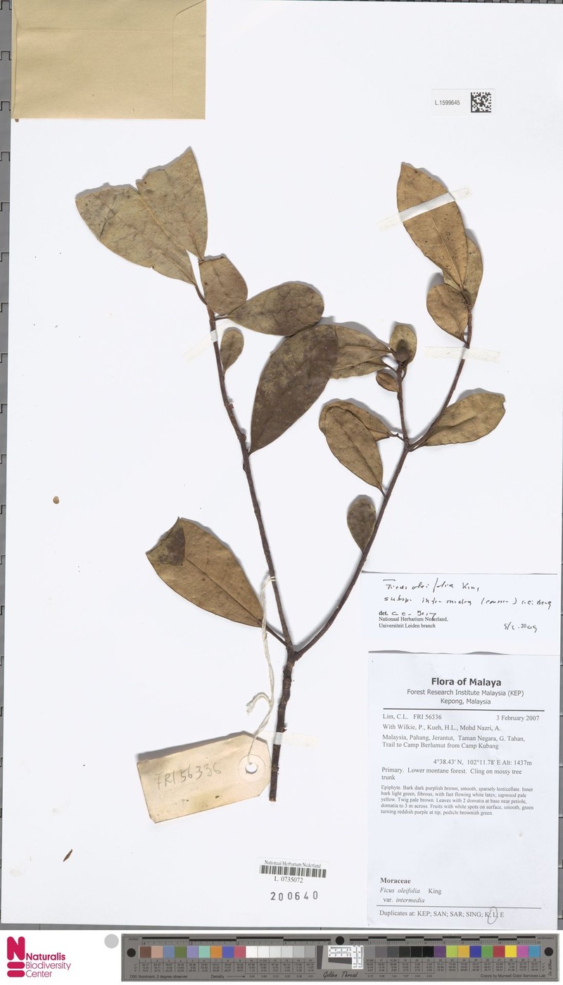 Ficus oleifolia subsp. intermedia photo 4