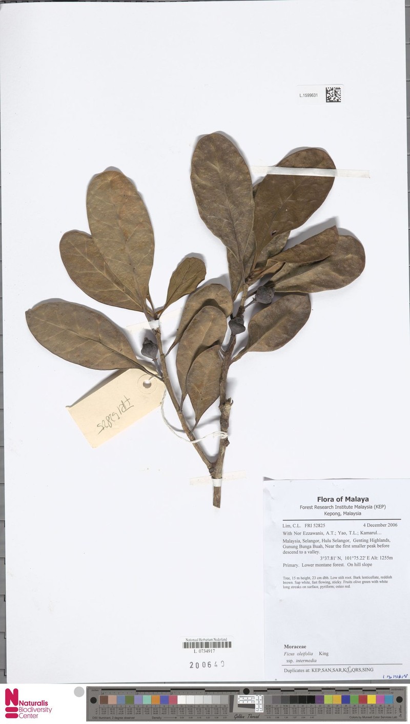 Ficus oleifolia subsp. intermedia photo 5