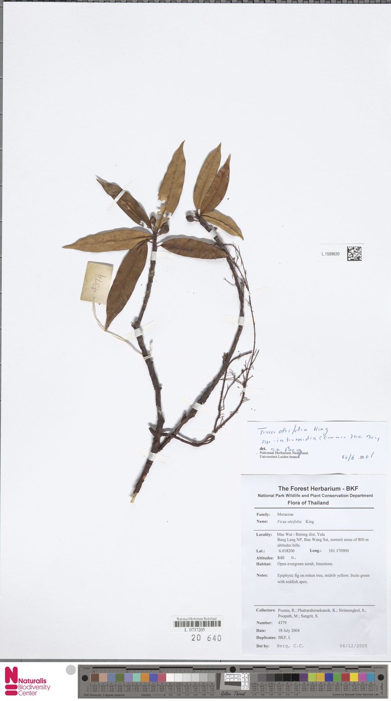 Ficus oleifolia subsp. intermedia photo 6