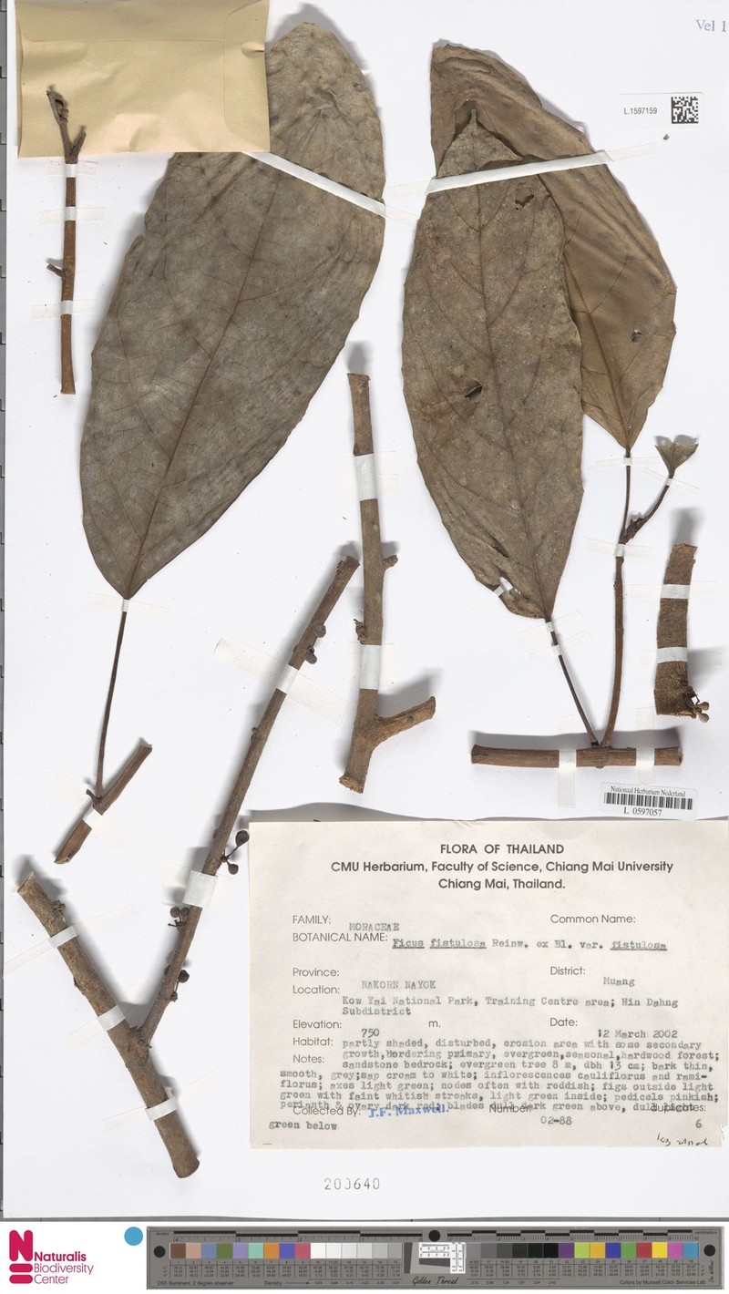 Ficus oleifolia subsp. intermedia photo 7