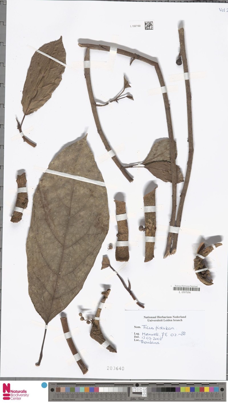 Ficus oleifolia subsp. intermedia photo 8